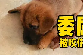 小奶狗被咬伤了，委屈巴巴趴着，谁都不理。我用这个办法哄好它视频封面
