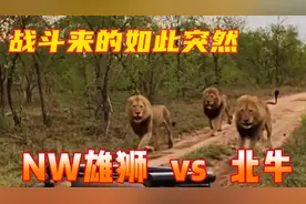 NW雄狮联盟，强势驱逐北牛雄狮，北牛雄狮不敢战斗，只能逃亡！视频封面