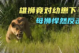 雄狮竟然对幼狮下手，母狮为了保护幼崽，与雄狮张开奋力搏斗视频封面