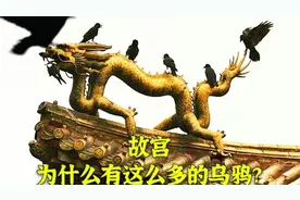 天安门为什么会有这么多乌鸦？原来和故宫的主人们有关！视频封面
