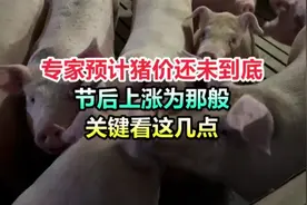 专家预计猪价还未到底，节后上涨为那般，关键看这几点！视频封面