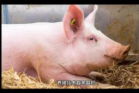 公猪采精时候，养猪人应该注意什么？视频封面
