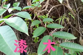 这种对工业作出了很大贡献但是在山上看见了千万别去碰它视频封面