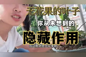 无花果叶捣碎作用厉害。叶子煮水价值好，解决万千朋友的烦恼。视频封面