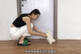 45天的小博美竟然能听懂指令，不到5秒就学会了握手，智商太高了视频封面