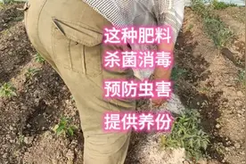 西红柿、辣椒等蔬菜，用它撒一撒，杀菌防病、防虫，还提供养分视频封面