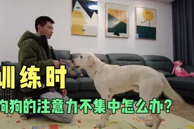 当你准备训练时，狗狗瞎蹦乱跳不受控制，总是还没开始就结束了视频封面