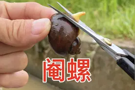给100个福寿螺做绝育手术视频封面