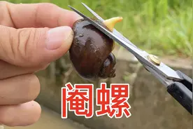 给100个福寿螺做绝育手术视频封面