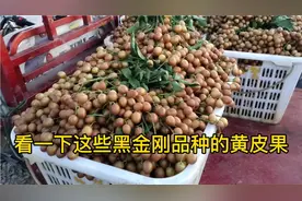 金陵农贸城的黄皮果，几个品种中还是黑金刚品种好，价格也美丽
