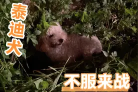“泰迪犬”沦落街头流浪，攻击模式已开启，时刻准备战斗视频封面