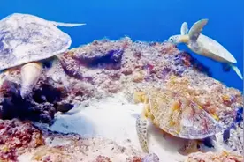 海底世界，延时拍摄海葵.海星捕食场面，几百斤重的海龟，水母！视频封面
