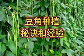 豆角类蔬菜为啥结荚少？告诉你几个管理秘诀，结荚一茬接一茬