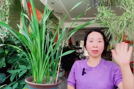 夏天不会给兰花浇水，跟我学这个小妙招，兰花不烂根，生长旺盛！视频封面