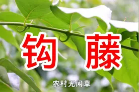 农村山里的野生植物，钩藤，又称鹰爪风，竟有这么多价值，请珍惜视频封面