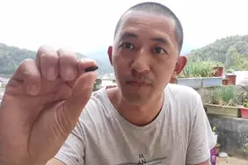 蜜蜂养殖技术，中蜂王抓捕练习方法，让你轻松学会徒手抓蜂王视频封面