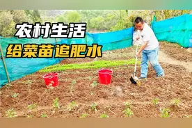 菜园里四季豆长高了，准备给它搭架子，在搭架前先给菜苗追些肥水
