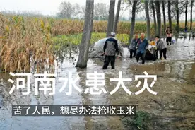 河南商丘大雨水患，几十年没见过的场景，农民在泥水里掰玉米视频封面