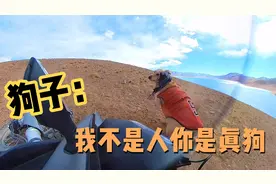 狗子：我不是人但你是真的狗