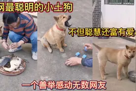 全网最聪明的小土狗！不但聪慧还富有爱心！一个善举感动无数网友视频封面