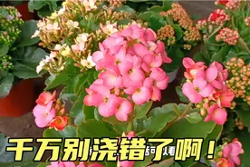 刚栽上的小苗该如何浇水呢？用对方法让你满盆扎根，小苗迅速生长视频封面