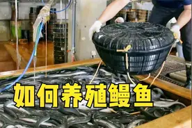 高超的鳗鱼养殖技术，野外捕捞价比黄金的白鳗苗视频封面