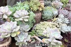 13款浙江地区适合夏季露养的多肉，随便折腾很难养死，看官请笑纳视频封面