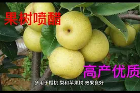 1斤醋兑多少斤水喷果树？注意喷施时间，增加着色度视频封面