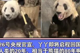 26号央视官宣丫丫即将启程回国！人类的20年相当于熊猫的80年啊！视频封面