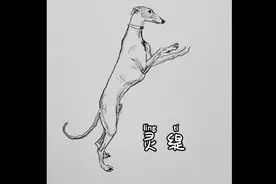 狗中法拉利——灵缇