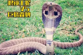 眼镜王蛇森林巨蚺相遇，它们谁能技高一筹？视频封面