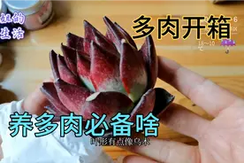 开箱多肉颗颗饱满直接上盆，养不死的上盆方法，你有啥不敢的视频封面