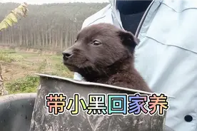从野外带一只小黑狗回家，给家里母狗带，家里的小狗能容下它吗？视频封面