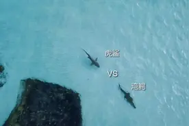 当虎鲨与湾鳄在澳大利亚海岸浅水区相遇…视频封面