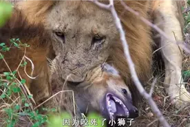 狮子报仇吃了鬣狗肉，结果上吐下泻，苦胆都吐出来了，太臭了！