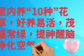 室内养“10种”花草，好养易活，茂盛常绿，提神醒脑净化空气！视频封面