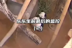 乐乐生前最后一天的影像，拖着病重的身子，在深夜孤独痛苦离世视频封面