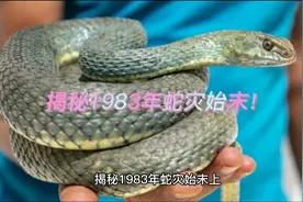 揭秘1983年蛇灾始末(上)视频封面