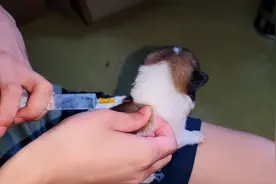 给昨天捡回来满身长蛆的小狗打个针，这家伙还是个瞎子，太难了视频封面