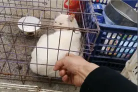 在农村大集上，有一只猫老板要价二百元，这是一只什么品种的猫。