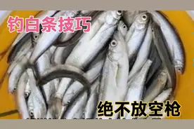 钓白条，想要每竿都中鱼你能做到吗？三分钟教你狂拉餐条小技巧！视频封面