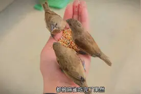 饭被麻雀吃光了，又跑家里来找主人要饭，这小脑瓜咋这么聪明视频封面