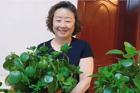 我养的长寿花剪枝后又长出好多的小崽崽，而且长的很壮实视频封面