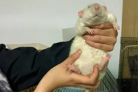 巨型花枝鼠！有点震撼！！