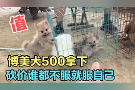 磨来磨去最终如愿以偿，500拿下奶油色博美犬，超级可爱关注我！视频封面