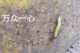 看看小蚂蚁是如何拉着大虫子爬垂直90度的马路牙子？