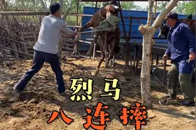 烈马修蹄八连摔，马主师傅都累坏，修蹄容易套马难，修完马升值了视频封面