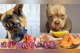这狗狗吃饭狼吞虎咽的，饭量真大，看的我都饿了。