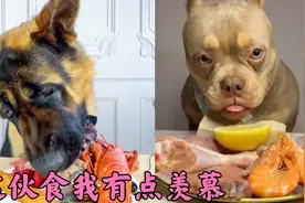 这狗狗吃饭狼吞虎咽的，饭量真大，看的我都饿了。视频封面