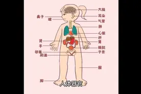 人体结构视频封面